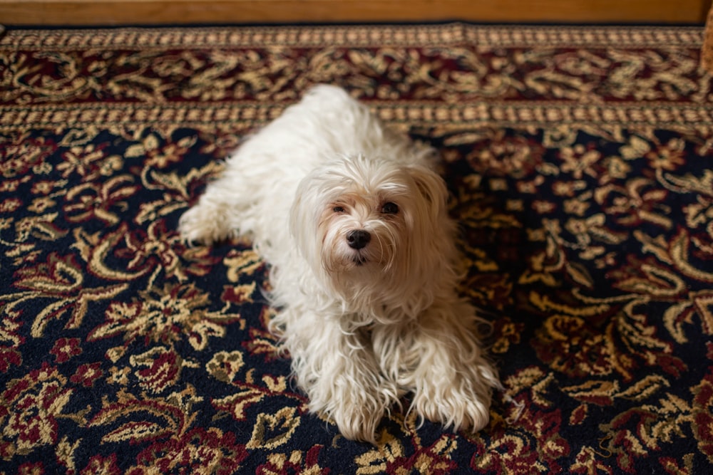 white long coat small dog on black and brown floral area rug