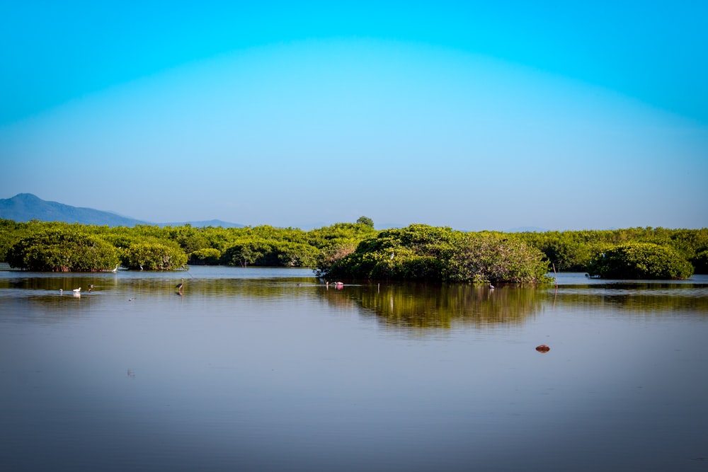 green trees beside lake under blue sky during daytime