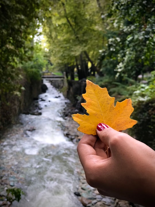 person holding yellow maple leaf in Tehran Iran