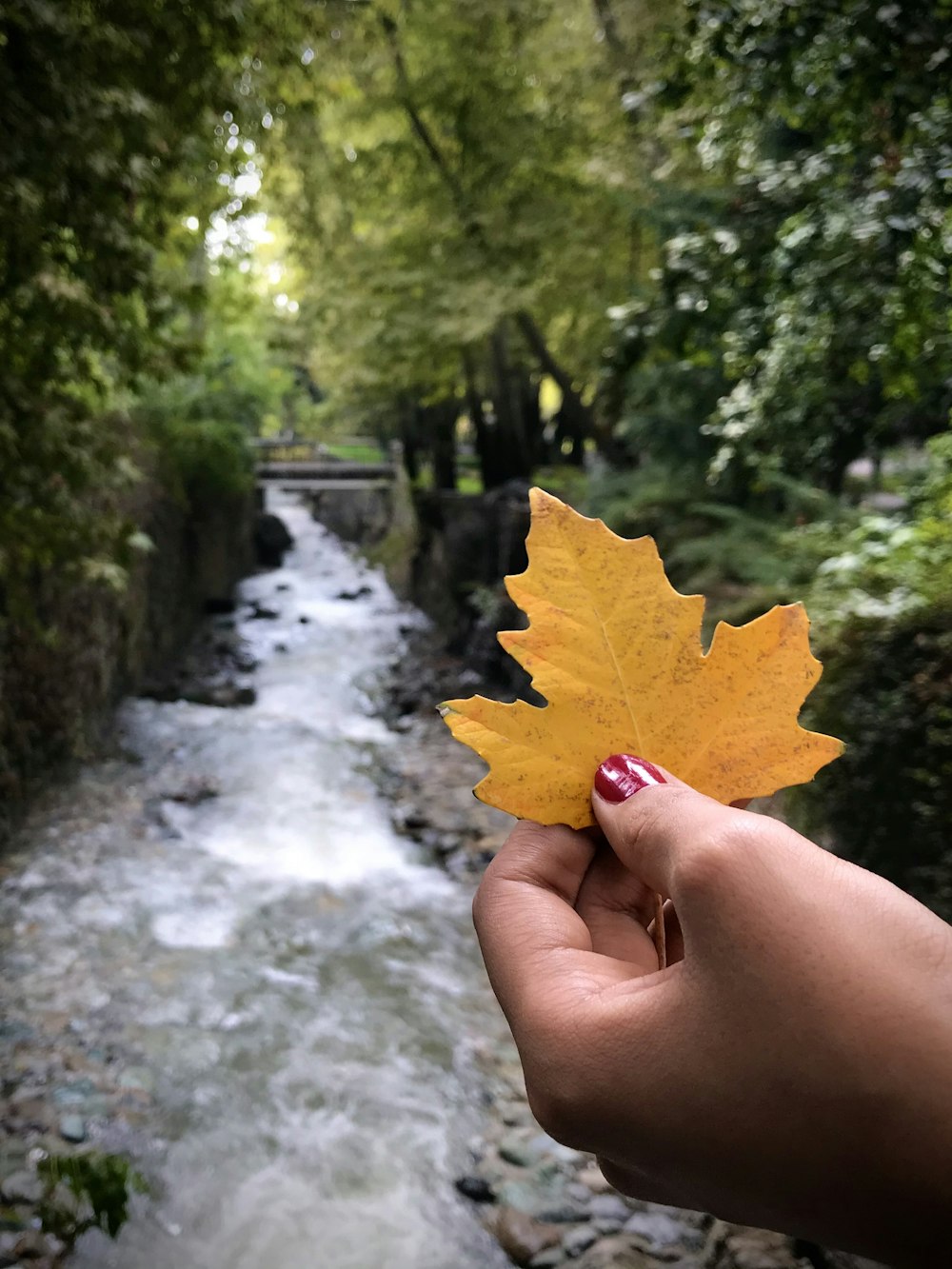 person holding yellow maple leaf