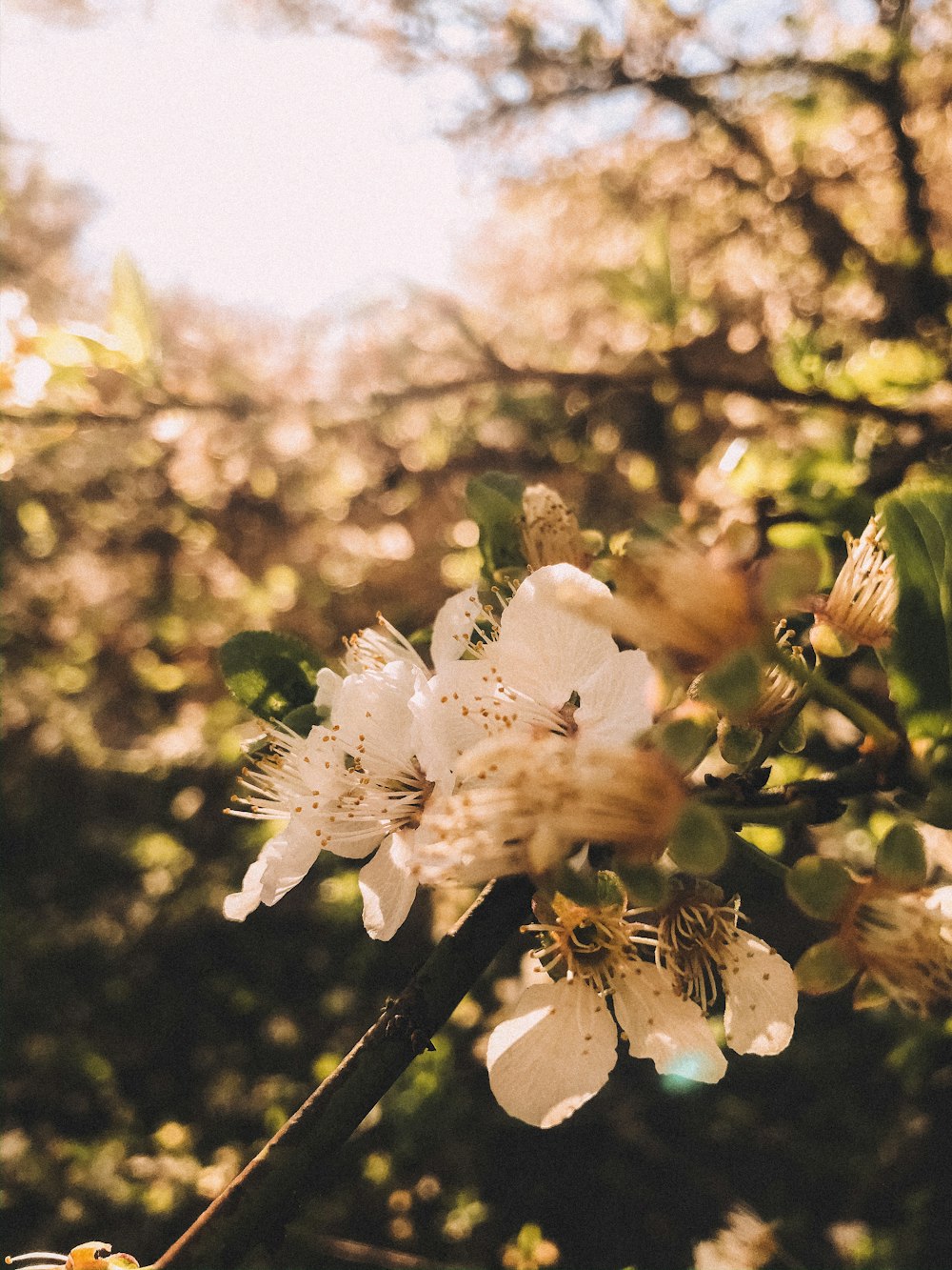 white flowers on green leaves during daytime