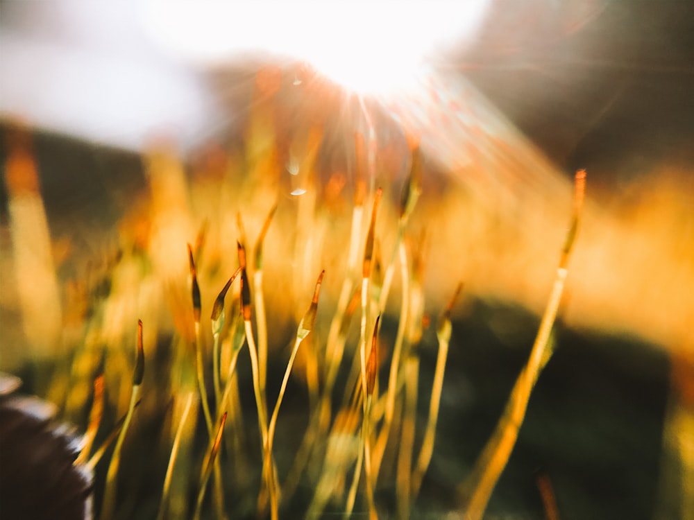 green grass field during daytime