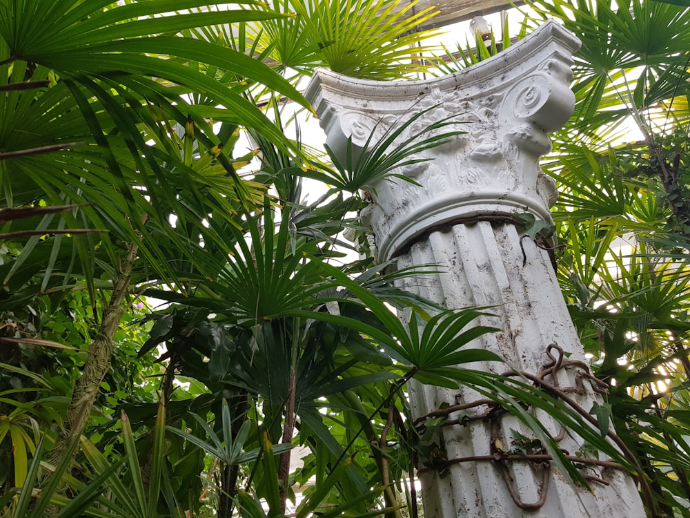 green palm tree near white concrete statue