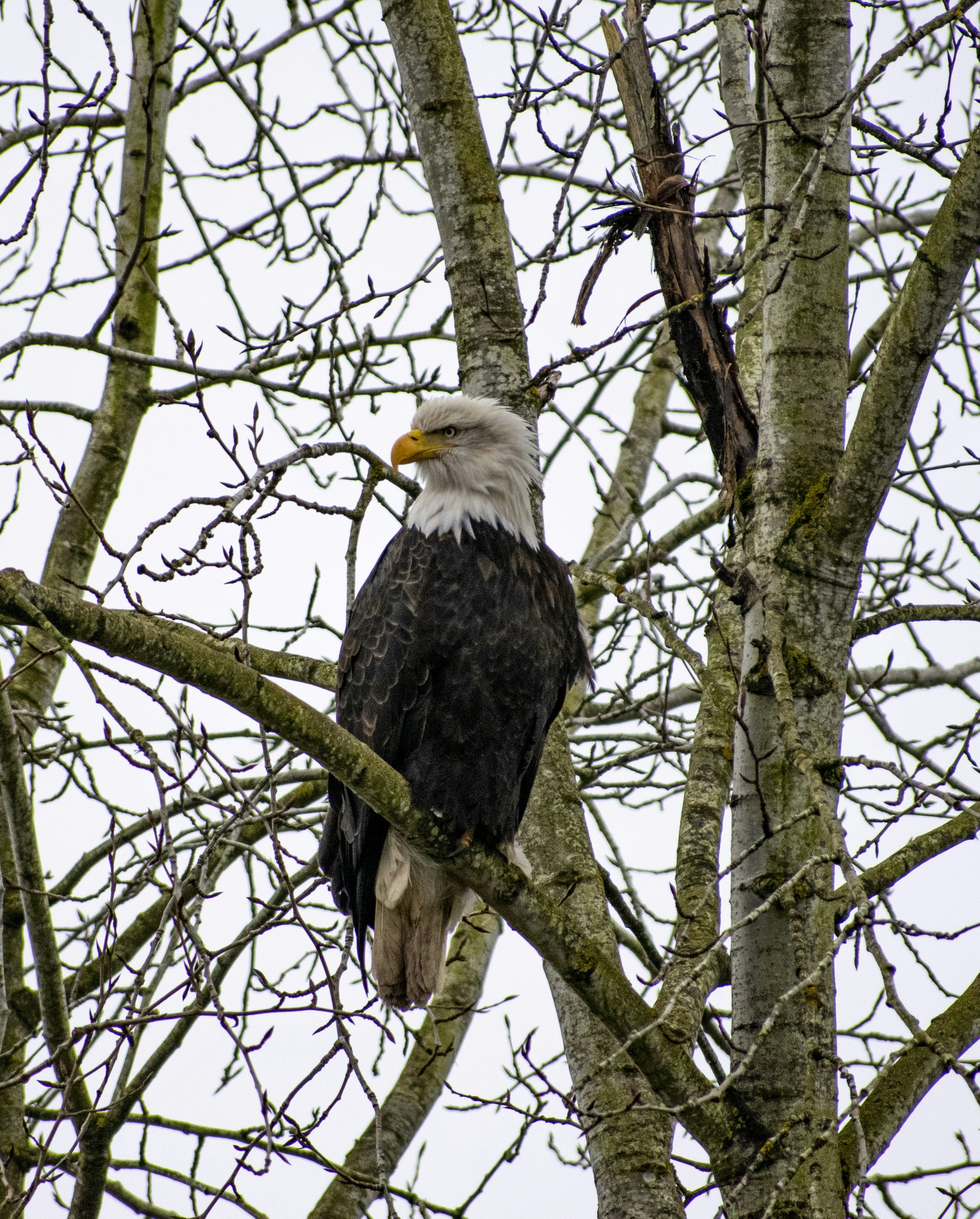 black and white eagle on brown tree branch during daytime