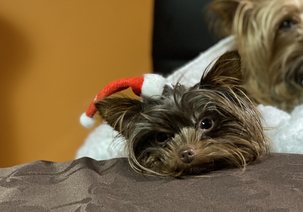 black and brown yorkshire terrier puppy on white textile