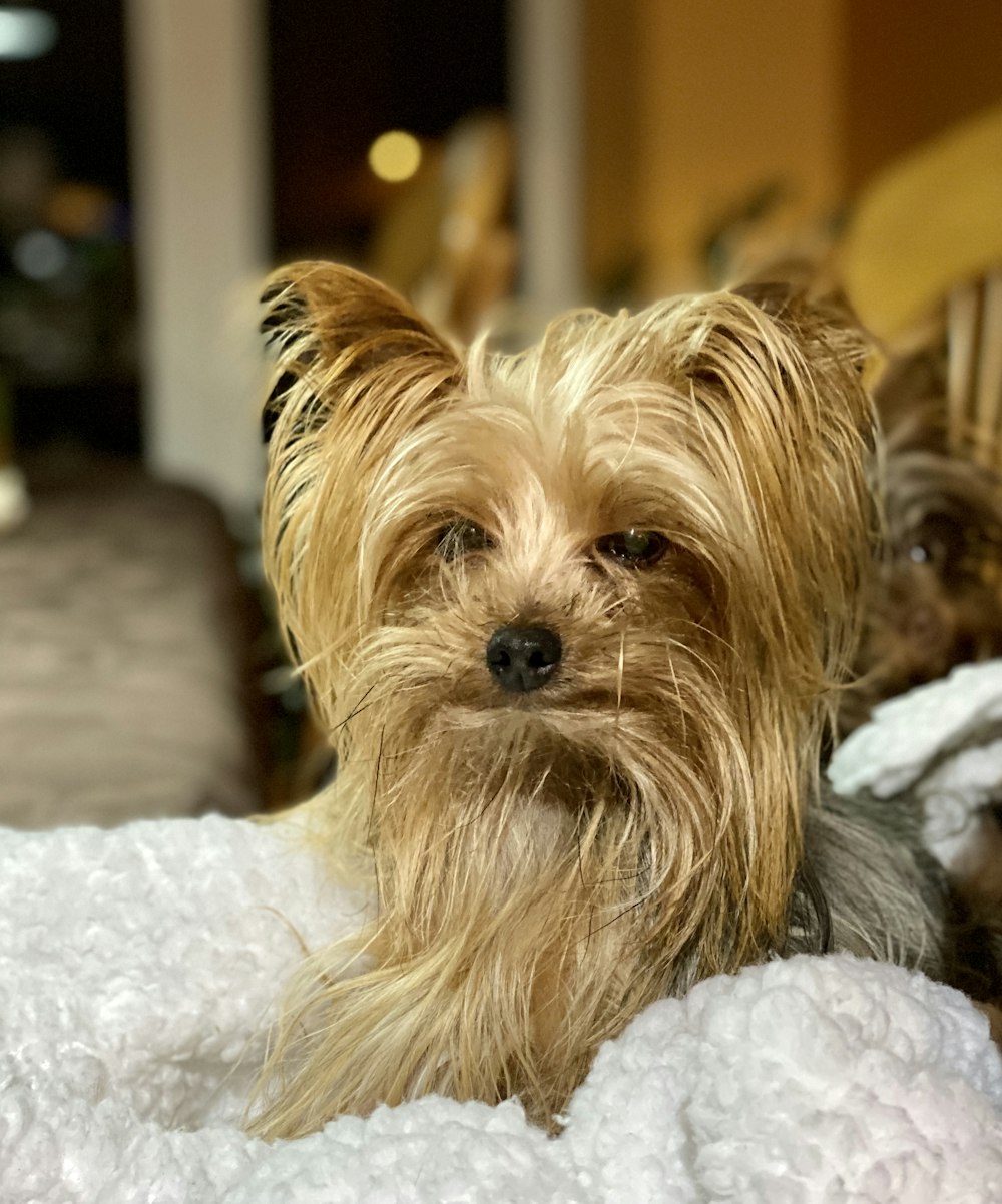 brown and black yorkshire terrier puppy