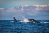 A sleek, playful whale breaching the ocean surface.