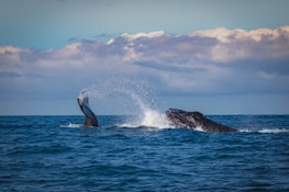A whale breaching the ocean surface during a coastal tour.