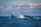 A close-up of a whale breaching the water's surface.