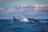A group of tourists excitedly watching a whale breach the surface of the ocean.