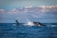 A group of tourists excitedly watching a whale breach the surface of the ocean.