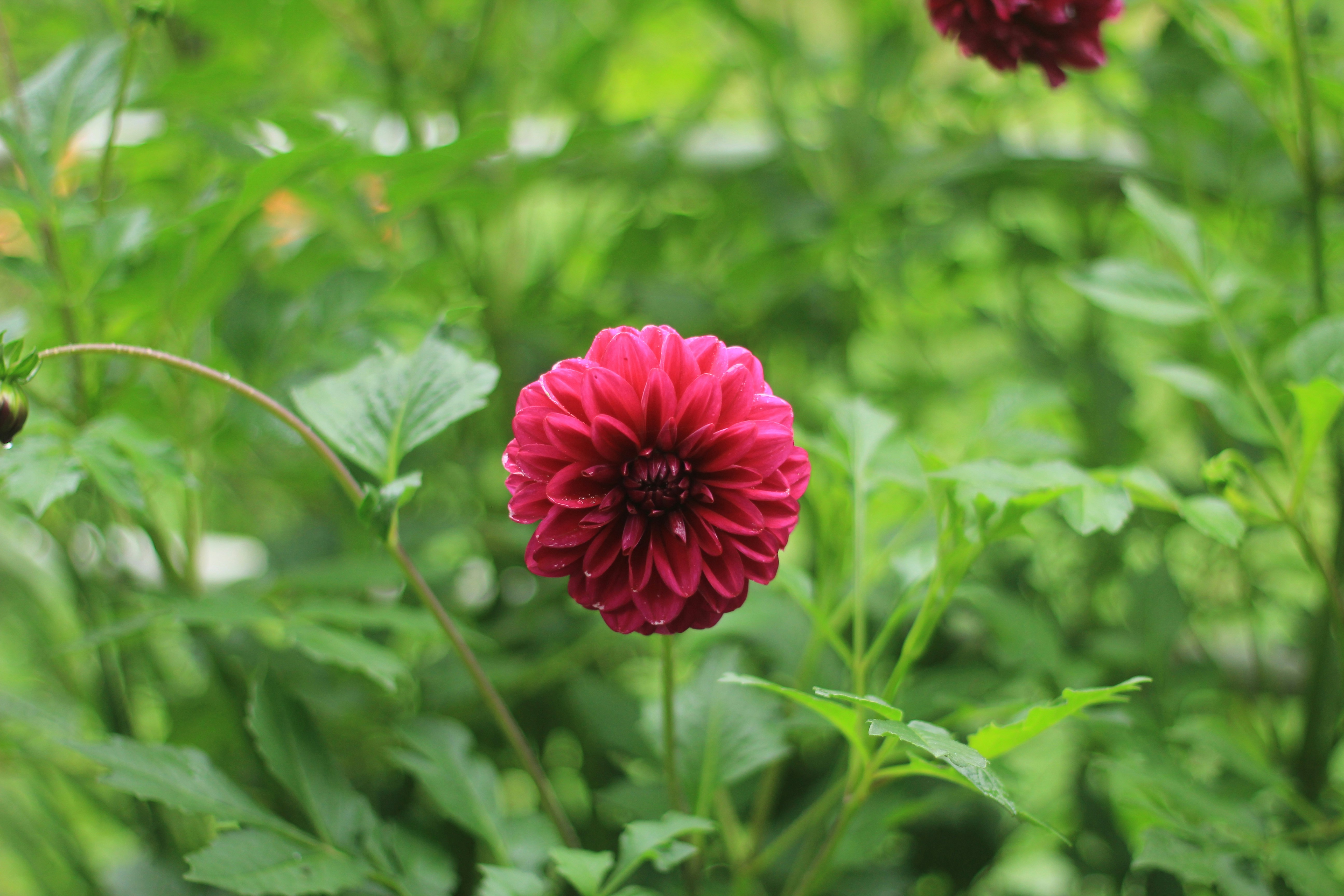 Photo by martin_dav1d