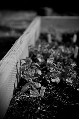 A black and white image features a small herb plant growing in a wooden planter box. A label with the text appears beside the plant, identifying it.