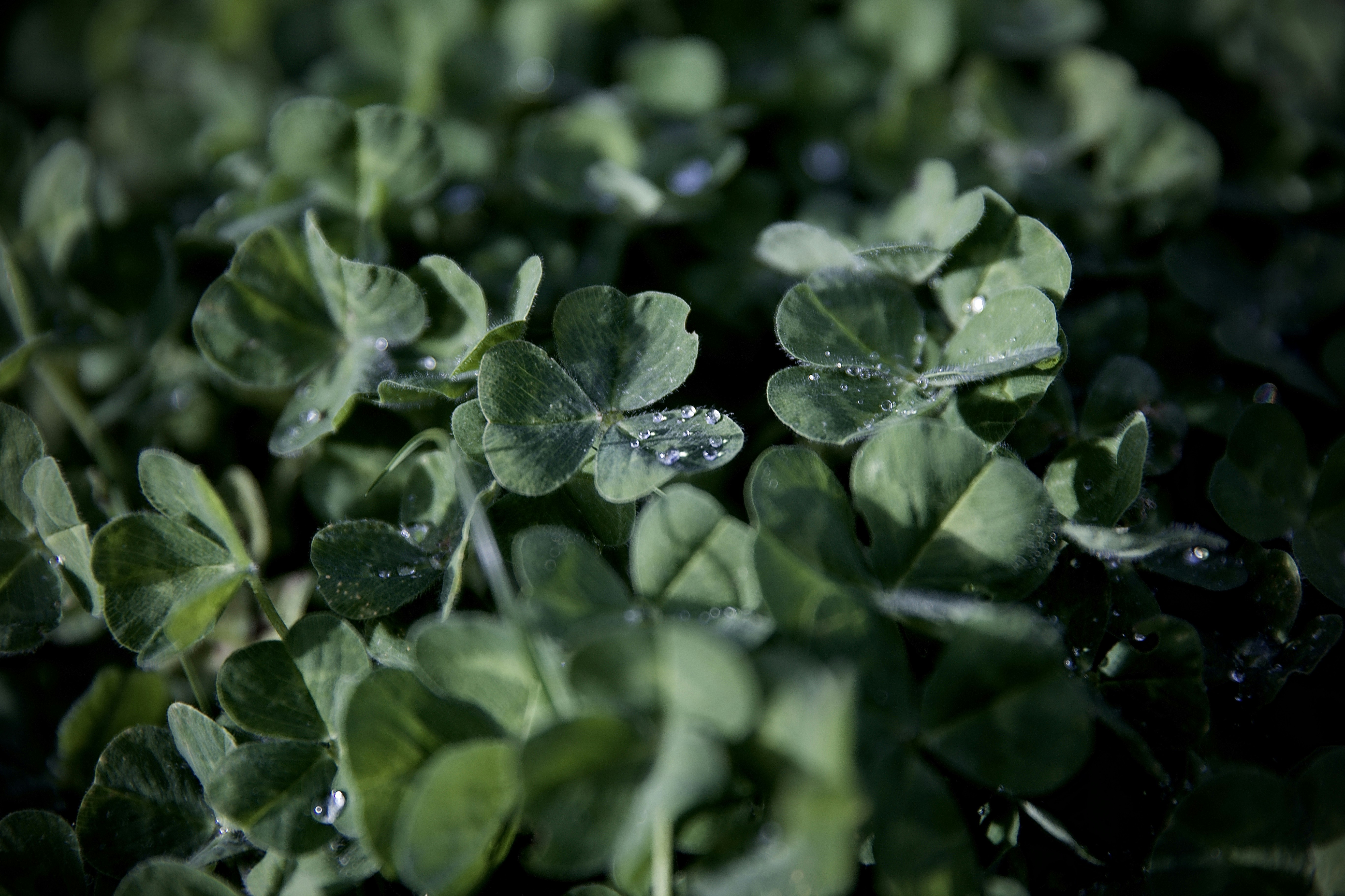 Photo by madhatter_granneman