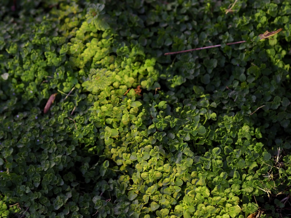 green leaves on brown soil