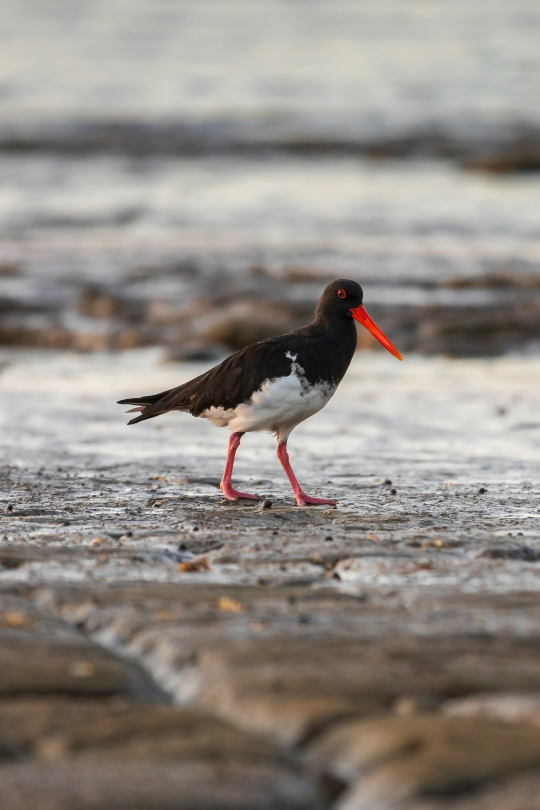 black and white bird on beach shore during daytime