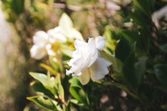 A close-up view of a white gardenia flower surrounded by lush green leaves. The background is softly blurred, highlighting the flower's delicate petals and emphasizing the plant's vibrant greenery.
