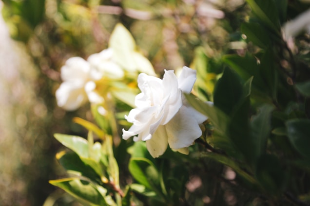 A close-up view of a white gardenia flower surrounded by lush green leaves. The background is softly blurred, highlighting the flower's delicate petals and emphasizing the plant's vibrant greenery.