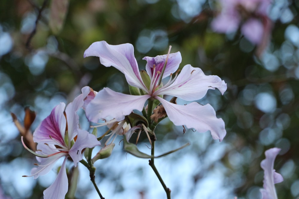 white and pink petaled flowers