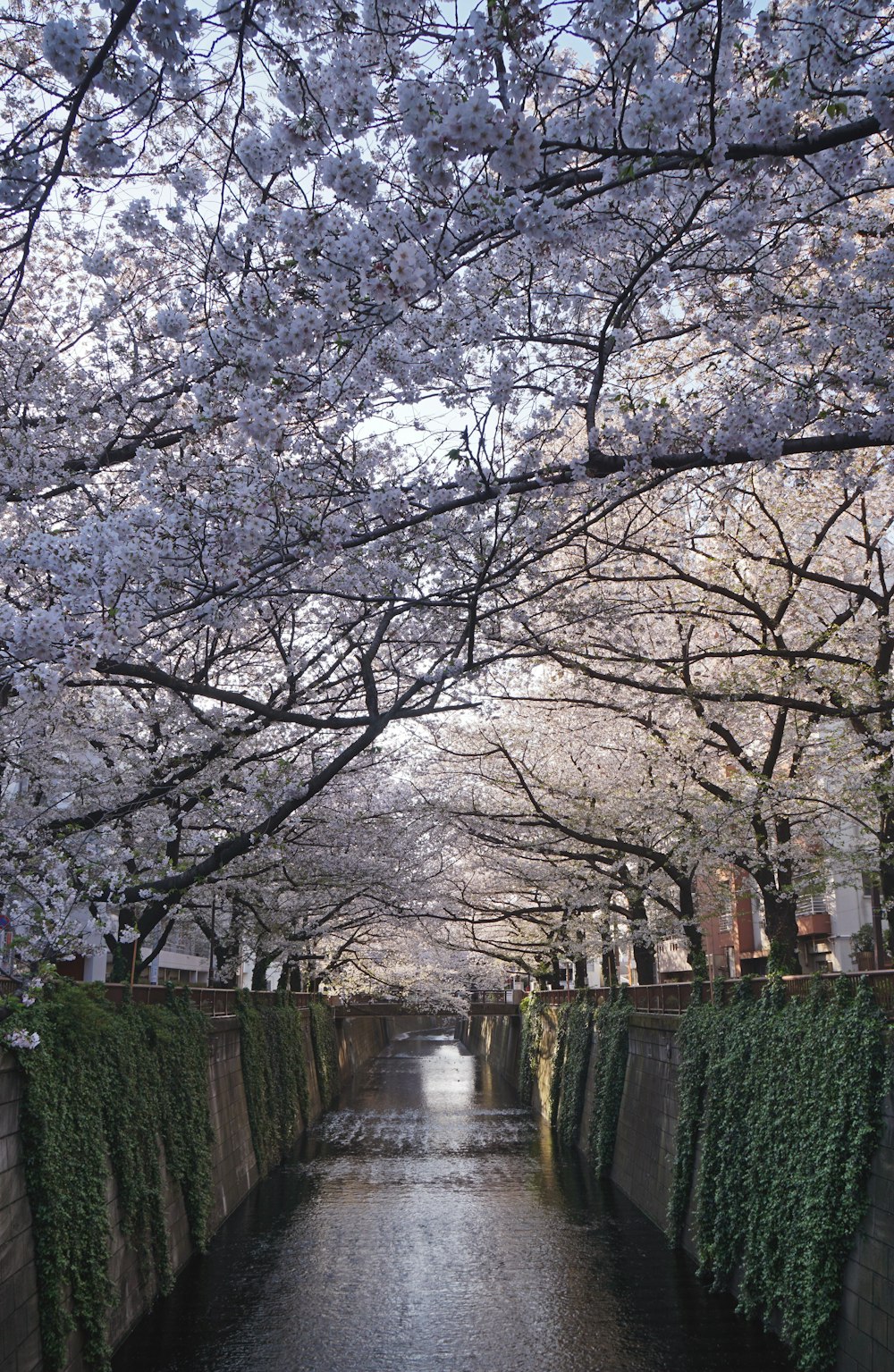 white cherry blossom trees near river
