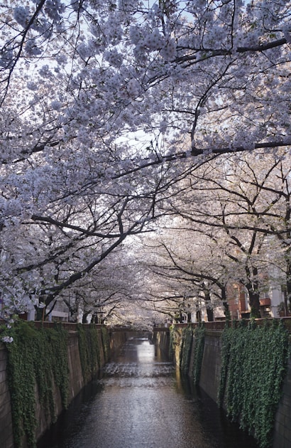 秩父・長瀞で桜と温泉と渓谷を一度に楽しむ ── 首都圏から1時間の自然満喫旅