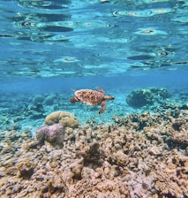 A sea turtle gracefully swims over a vibrant coral reef. The shallow water is clear, revealing different types of corals and marine life. Sunlight reflects off the surface, creating mesmerizing patterns.