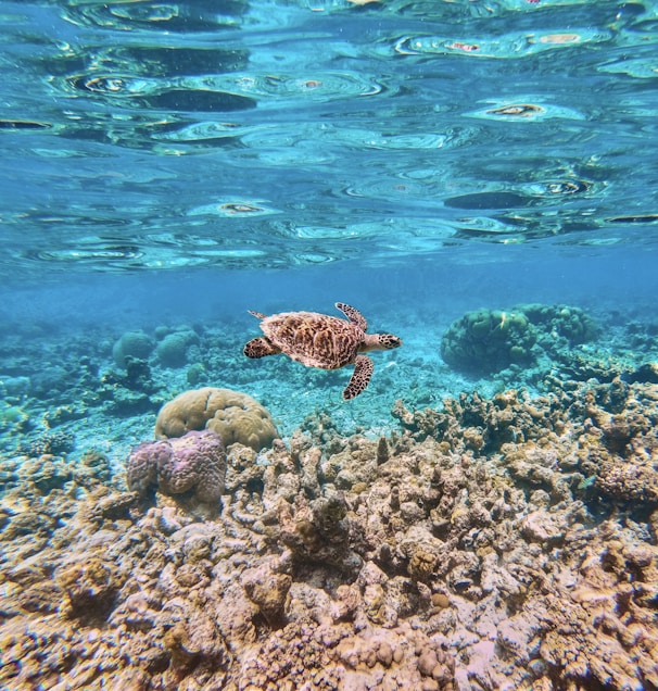 A sea turtle gracefully swims over a vibrant coral reef. The shallow water is clear, revealing different types of corals and marine life. Sunlight reflects off the surface, creating mesmerizing patterns.