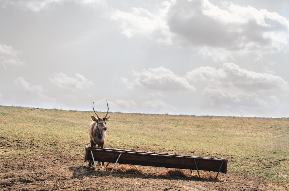 brown deer on green grass field under white clouds during daytime