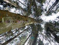 Side view showing multiple perches at different heights and angles on a tree, illustrating multi-level zones.
