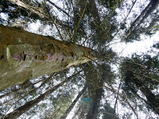 Side view showing multiple perches at different heights and angles on a tree, illustrating multi-level zones.