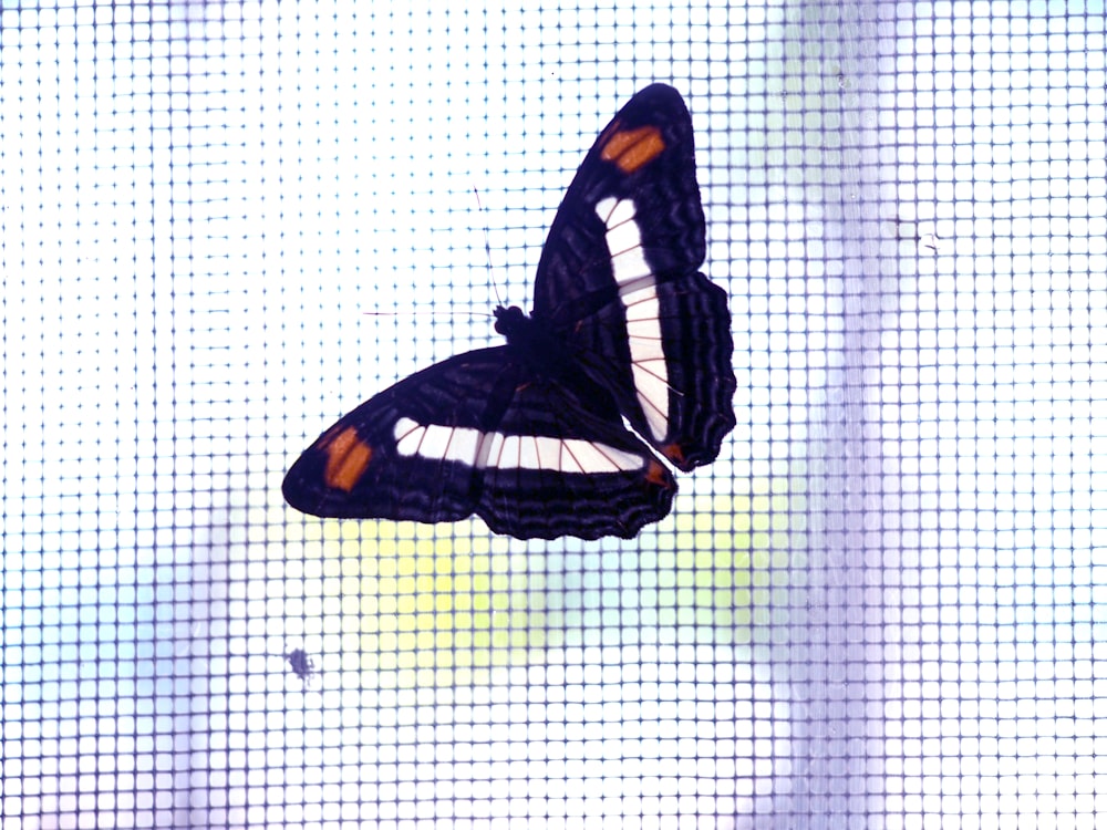 black and orange butterfly on white and black checkered textile