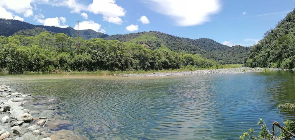 green trees near body of water during daytime