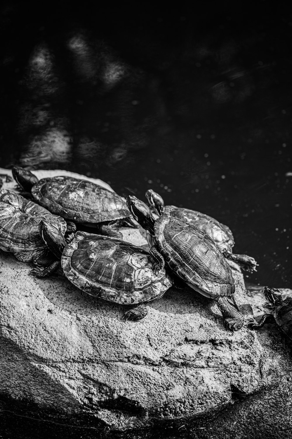 turtle on water in grayscale photography