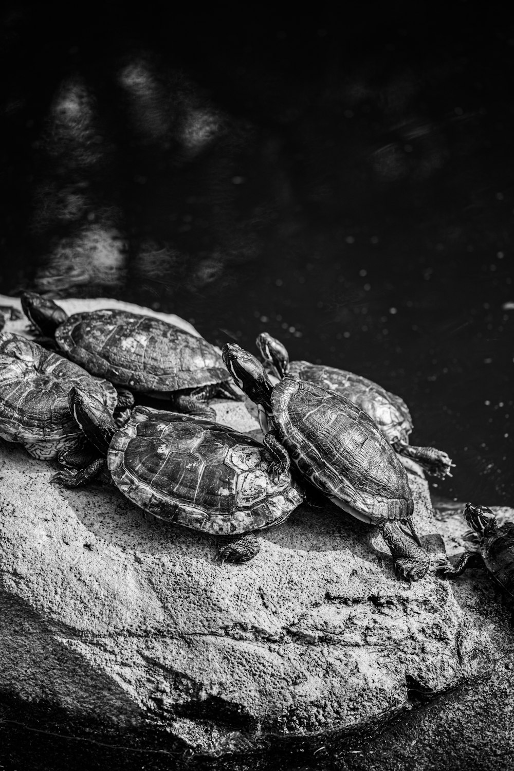 Tortuga en el agua en fotografía en escala de grises