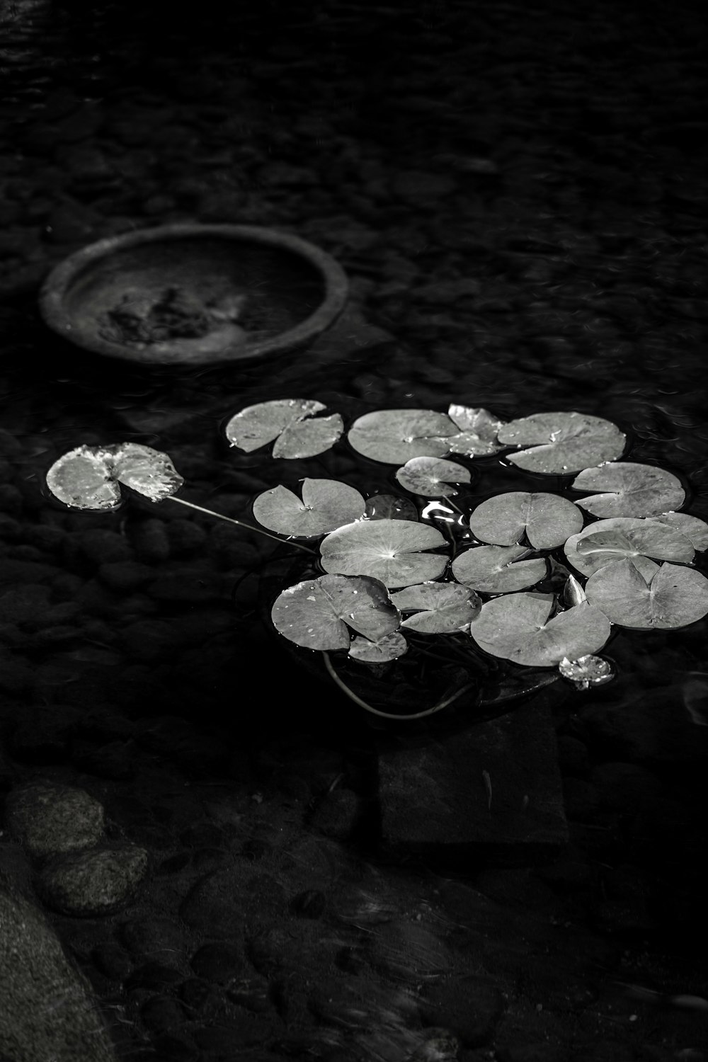 green leaves on water in grayscale photography
