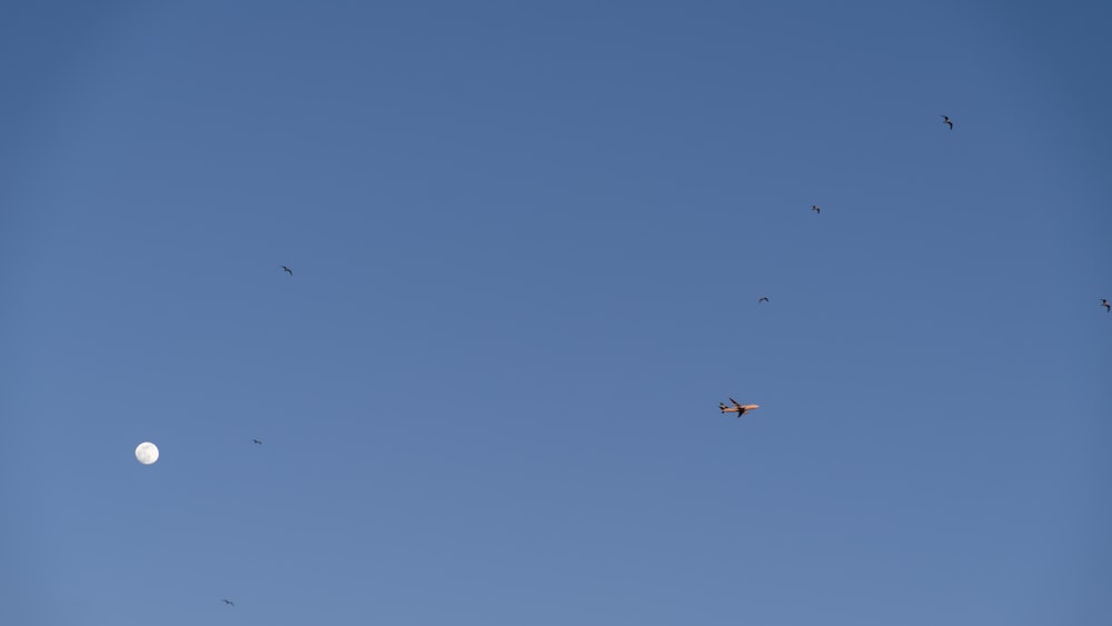 昼間の青空の下を飛ぶ鳥たち