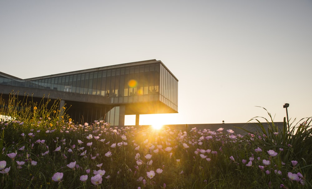 white and brown wooden house near purple flowers during sunset