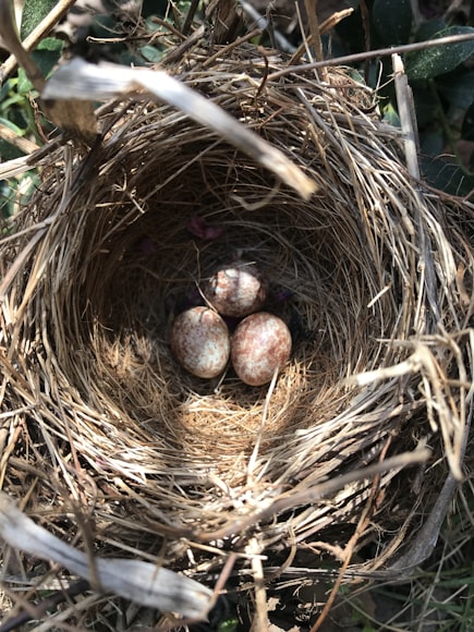 cardinal eggs with brown spots