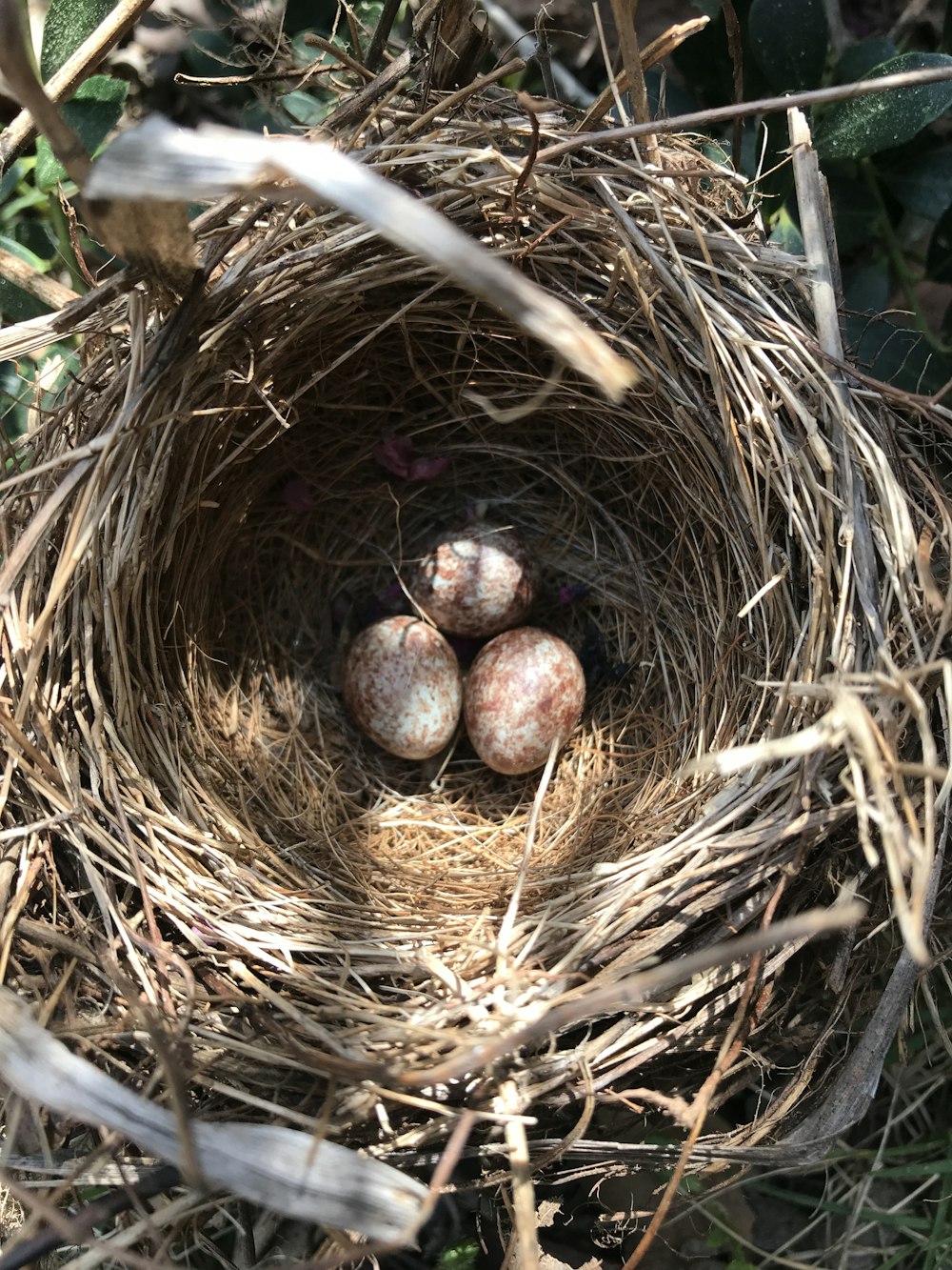 brown round fruit on brown nest