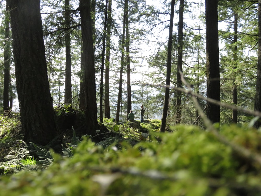 green grass and trees during daytime