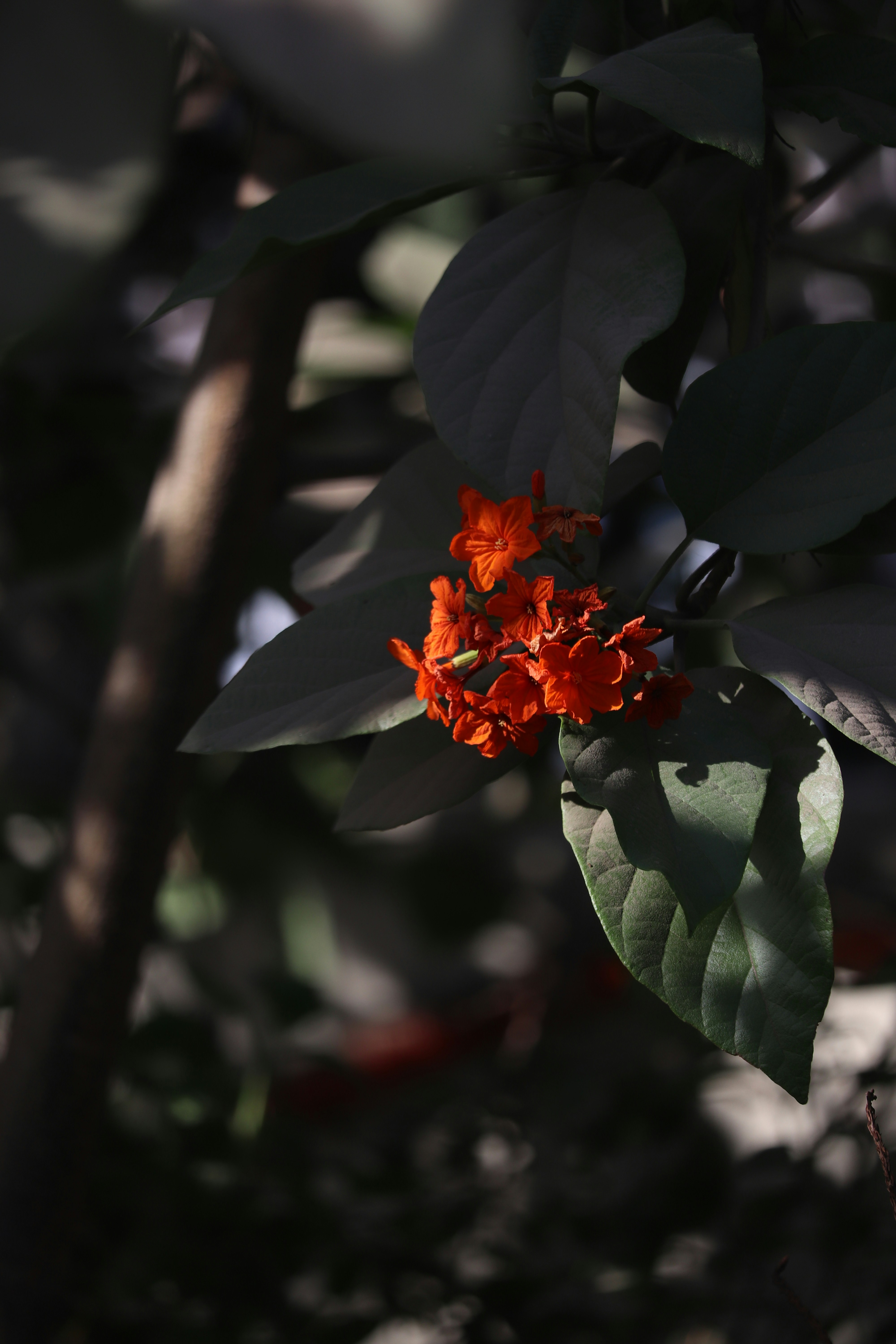 Photo by anurag2003k