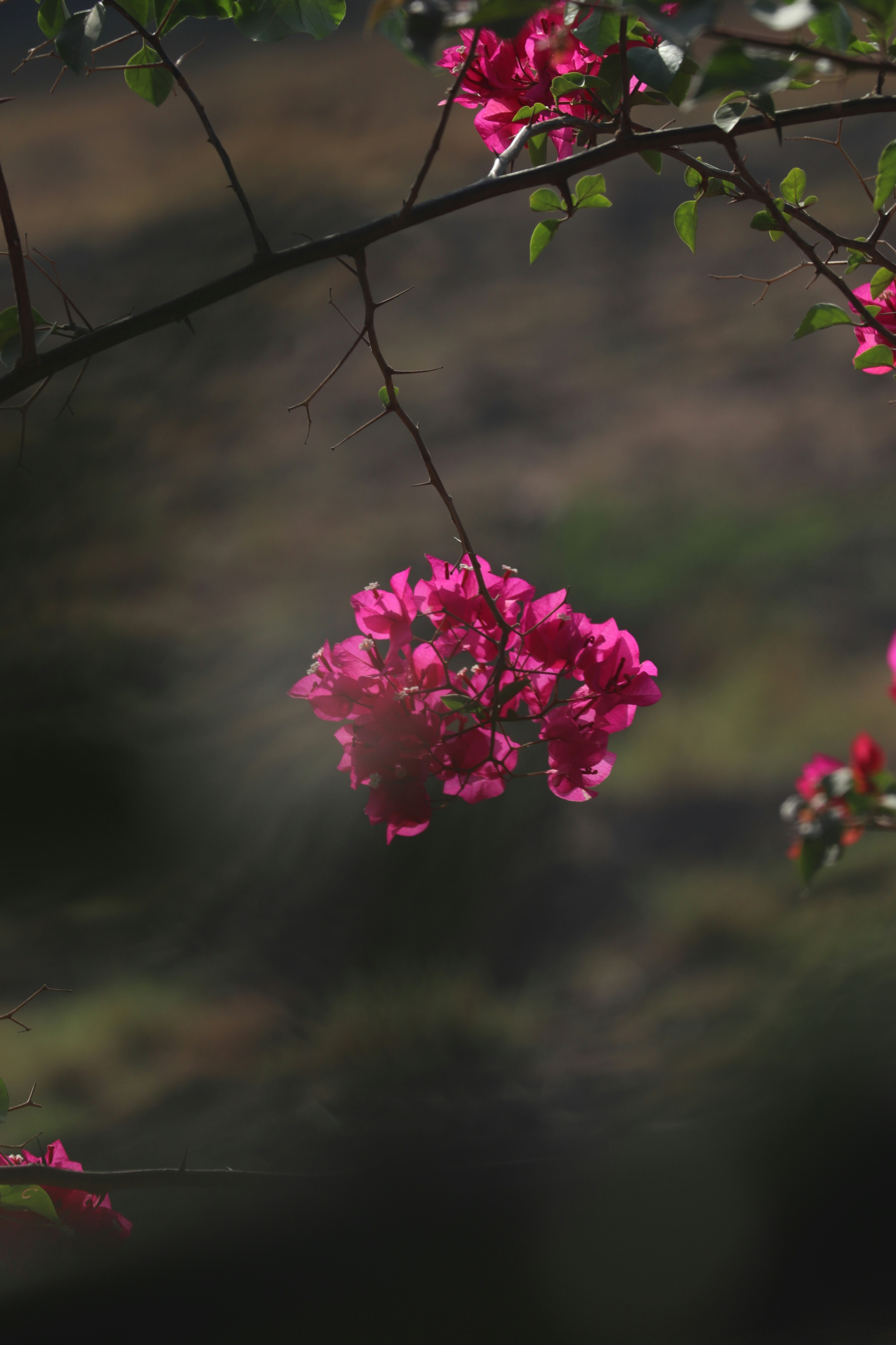Photo by anurag2003k