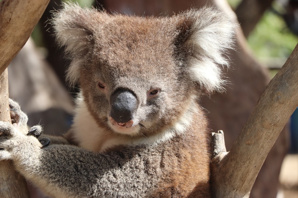 koala bear on brown tree branch