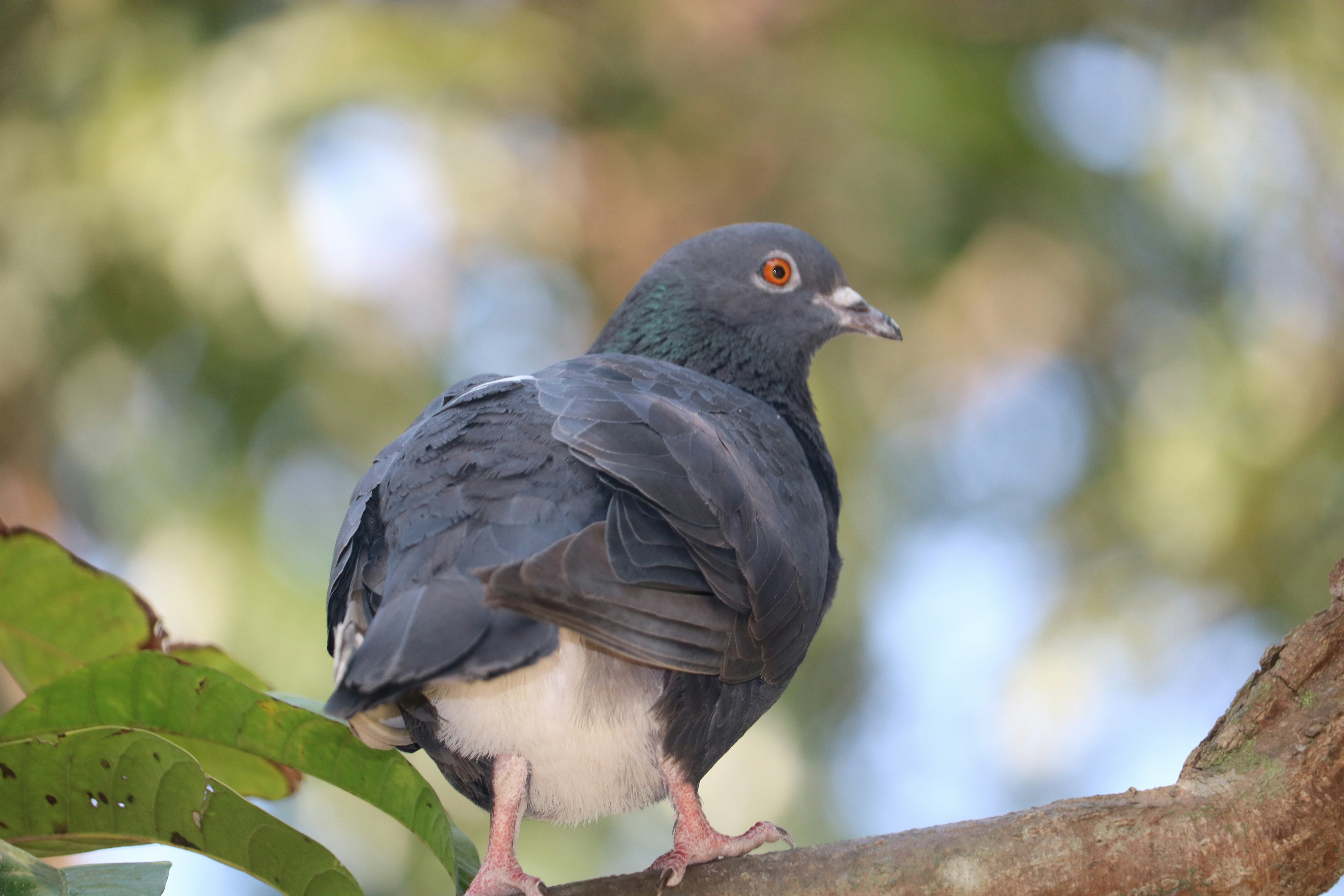 Photo by ashikulakash