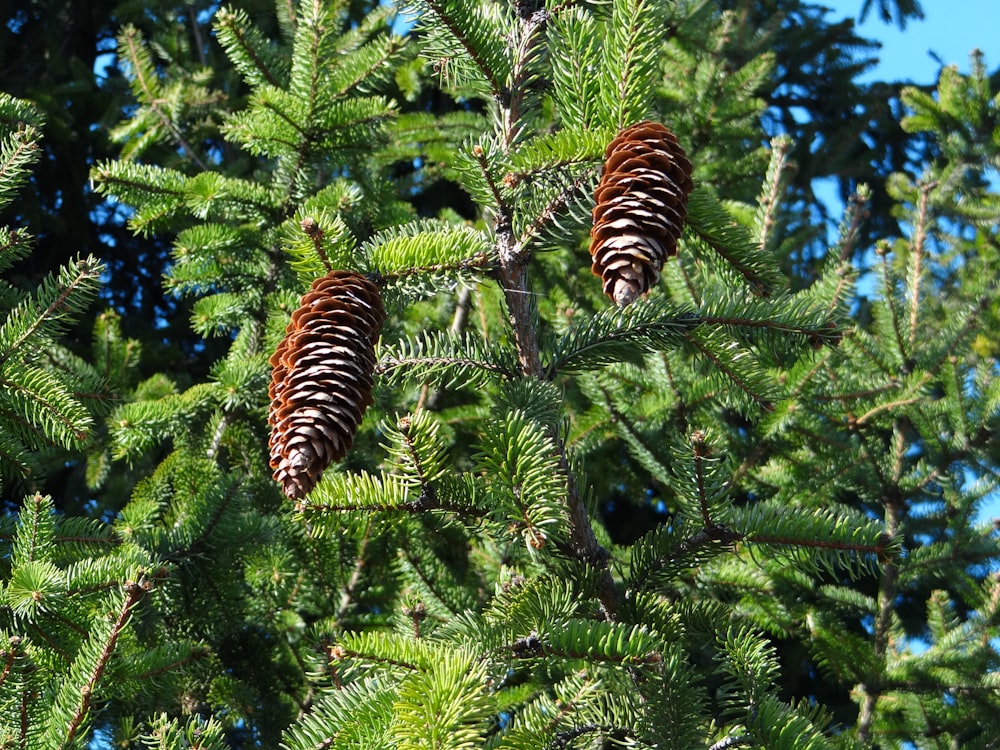 green pine tree with brown and black caterpillar