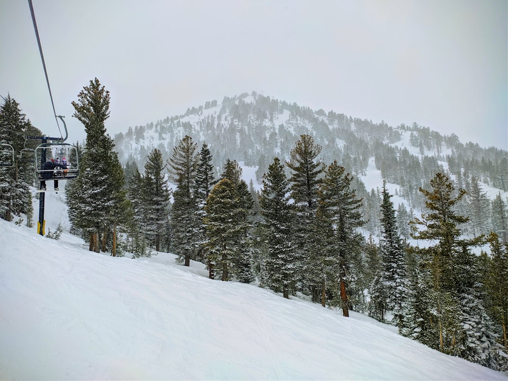 green pine trees on snow covered ground during daytime