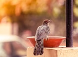 A bird with speckled feathers and a distinctive red eye is perched on the edge of a red clay dish. The background is softly blurred with warm tones, suggesting a natural outdoor setting. The bird's detailed plumage is a mix of black, grey, and white spots, and its long tail rests over the edge of the dish.