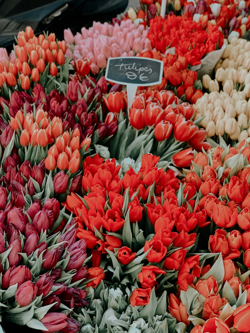 Champ de tulipes rouges et blanches