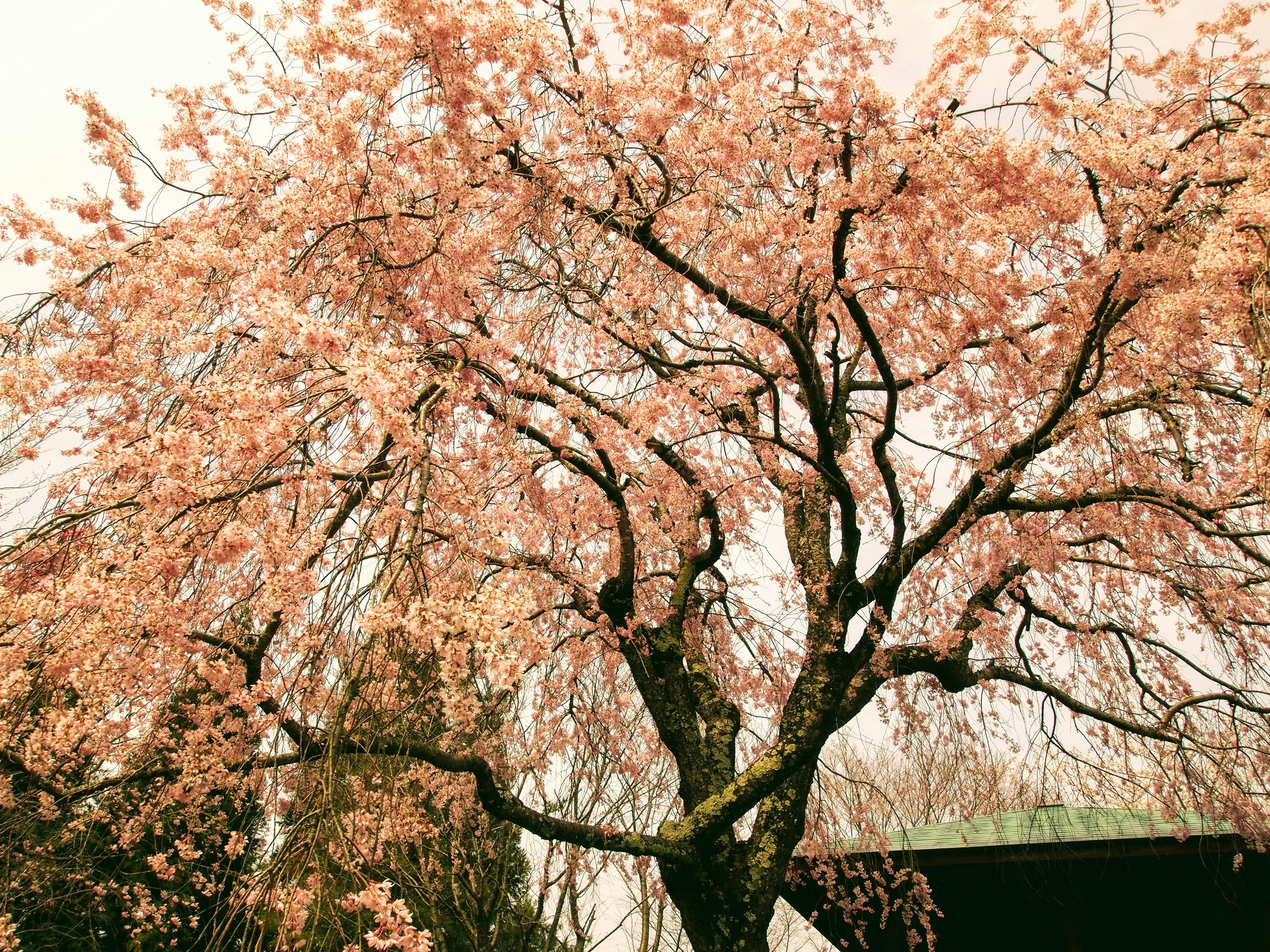 Choose from a curated selection of cherry blossom wallpapers for your mobile and desktop screens. Always free on Unsplash.