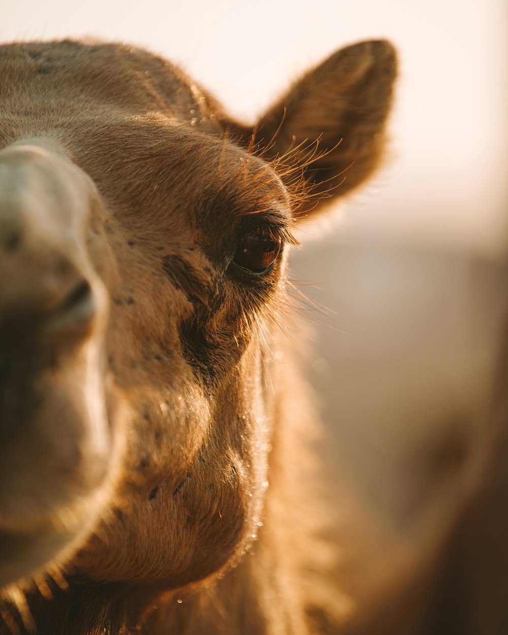 brown horse head in close up photography